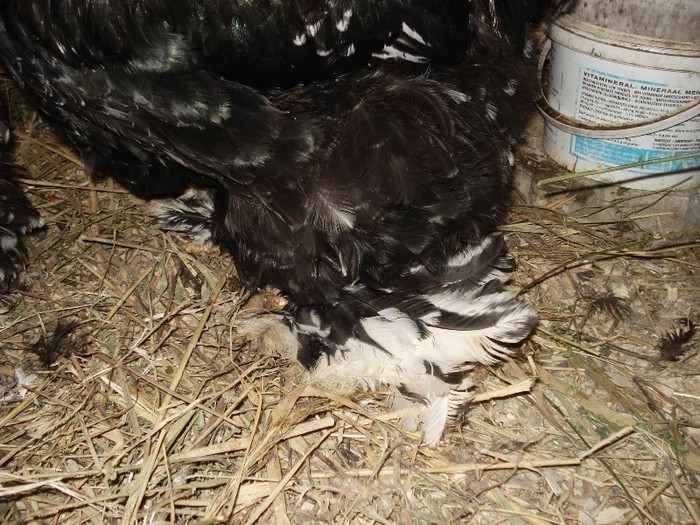 Incaltatura cocos bobat