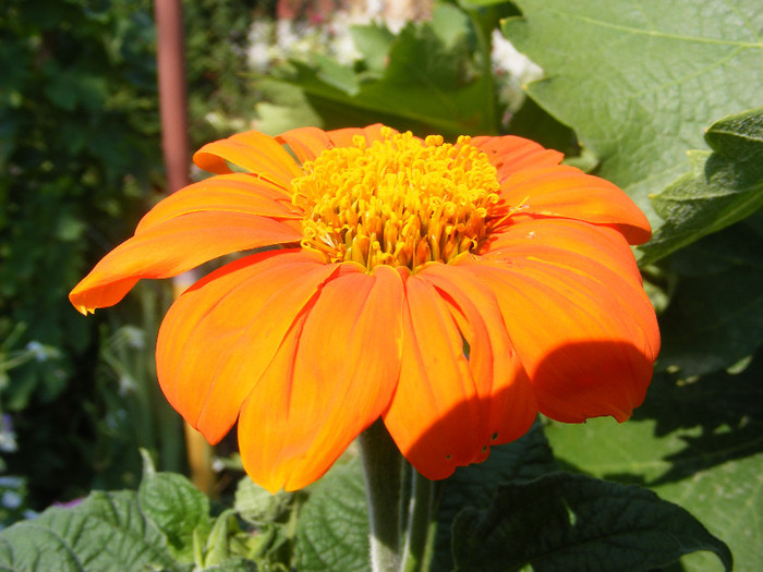 Floarea portocalie_2 - iulie