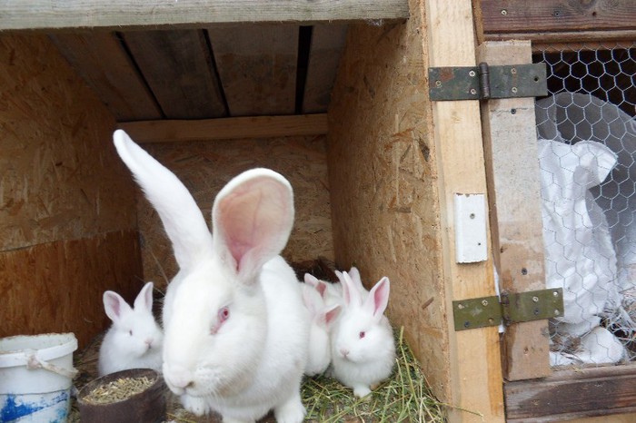 SDC10905; nascuti pe 25 decembrie 2012
