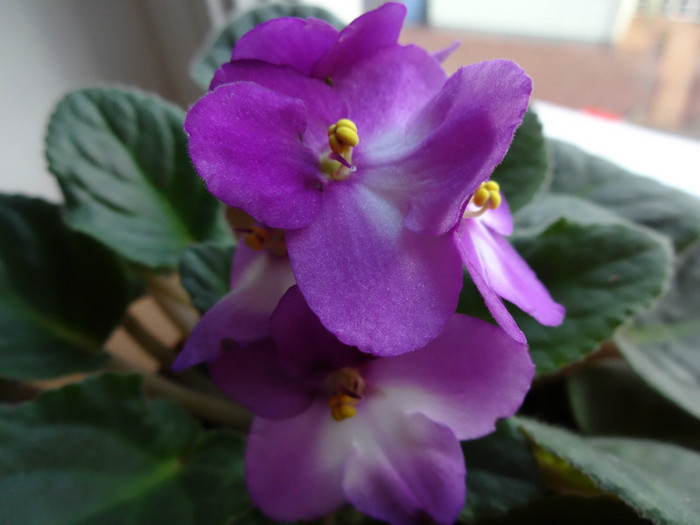 DSC01029 - City Line Trendy