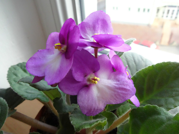 DSC01030 - City Line Trendy