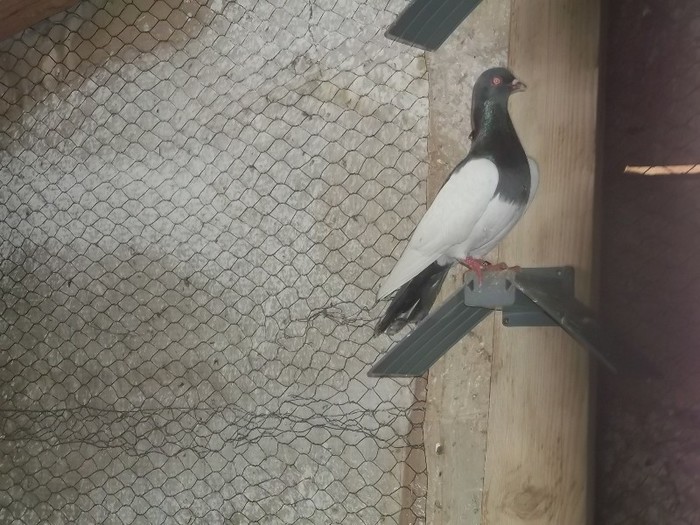 ........CE, ITI PLAC, BAIATU  ???