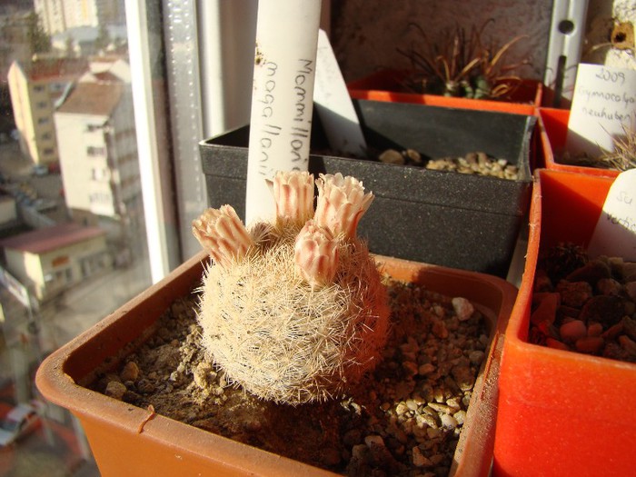 Mammillaria magallanii - Mammillaria 2012