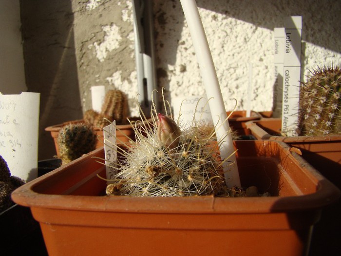 Mammillaria longiflora SB 494 Coneto Pass - Mammillaria 2012