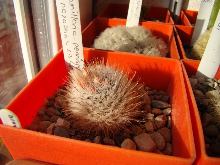 Mammillaria pennispinosa v nazasensis SB489