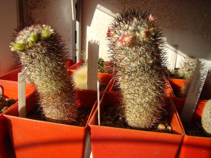 Mammillaria microhelia - Mammillaria 2012