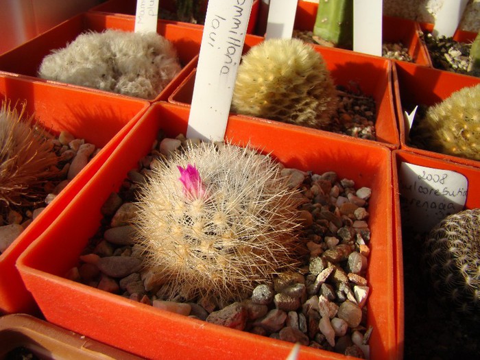 Mammillaria laui - Mammillaria 2012