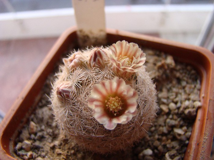 Mammillaria magallanii