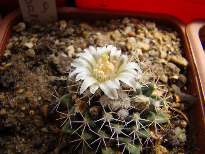 Mammillaria roseoalba - Mammillaria 2012