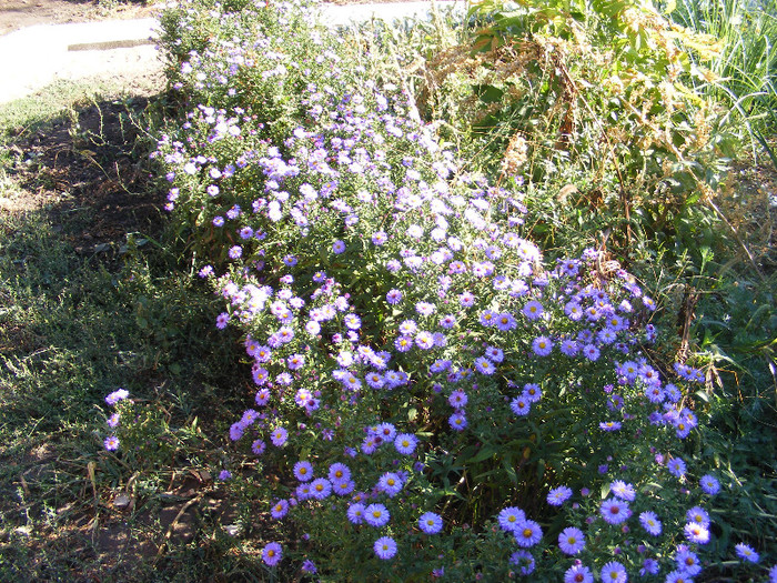 Aster - septembrie-octombrie