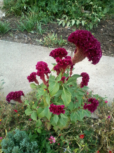 Celosia1 - septembrie-octombrie