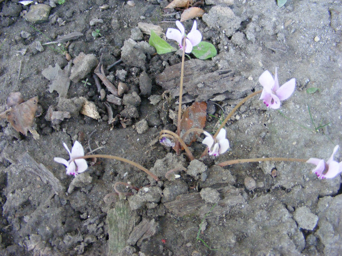 Cyclamen1 - septembrie-octombrie