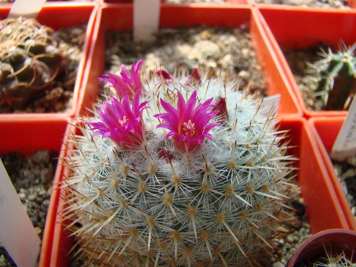 Mammillaria alba