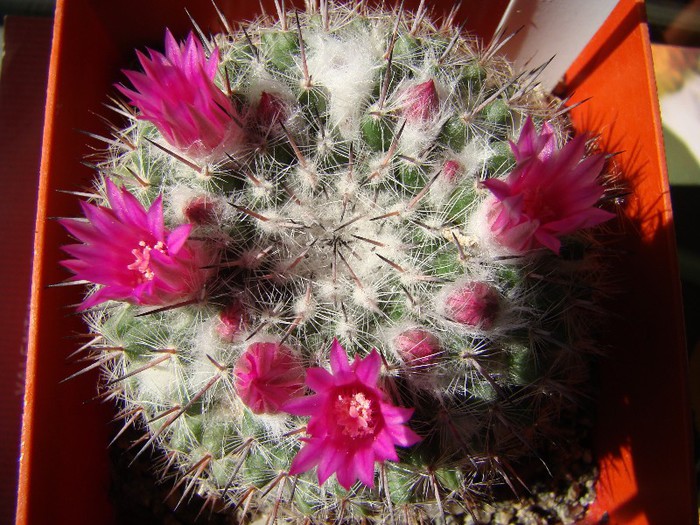 Mammillaria sp