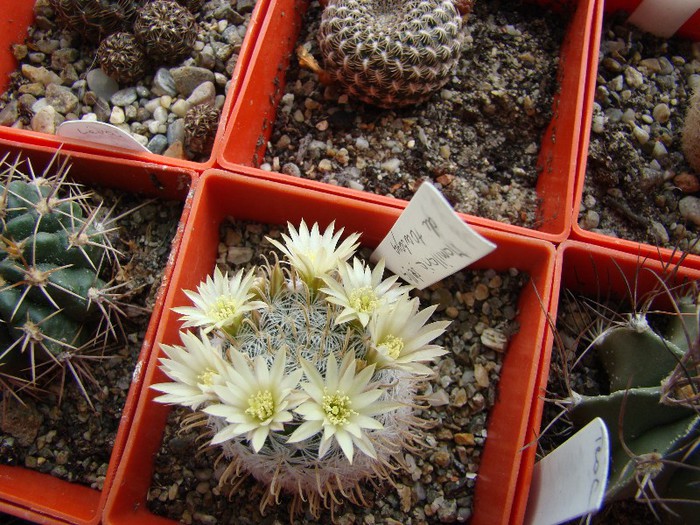 Mammillaria stella de tacubaya