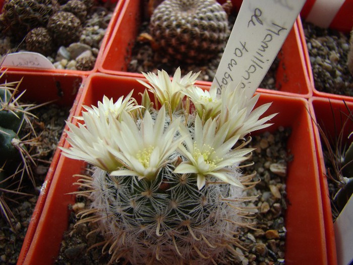 Mammillaria stella de tacubaya