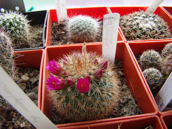 Mammillaria barbata