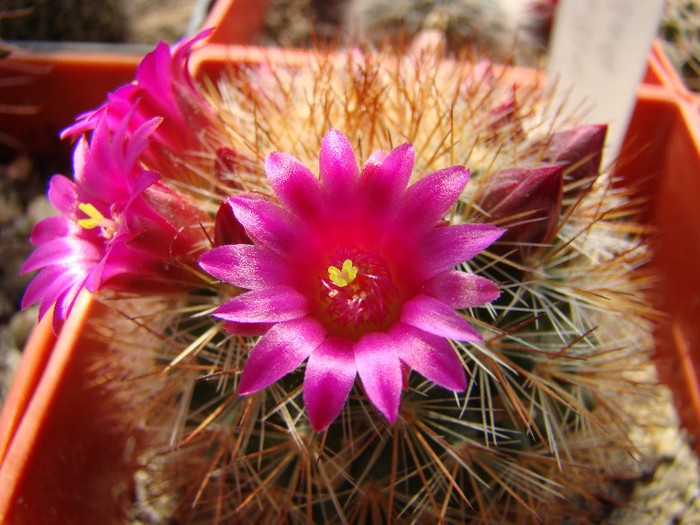 Mammillaria barbata