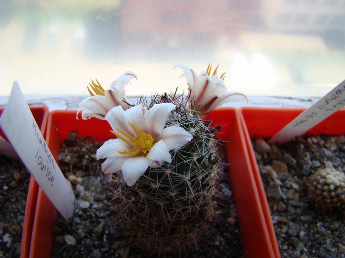 Mammillaria louisae