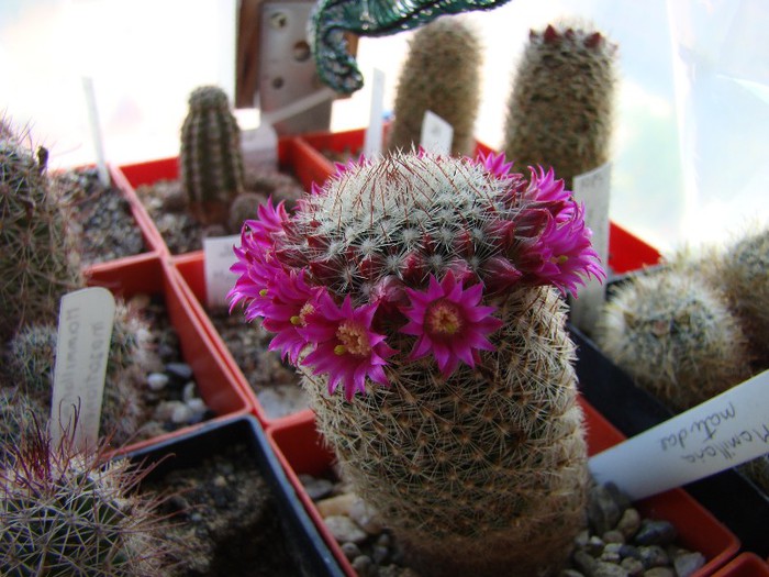 Mammillaria matudae