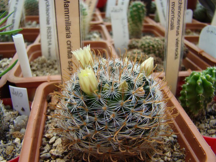 Mammillaria crinita ssp wildii