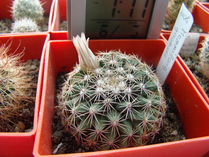 Mammillaria gaumerii