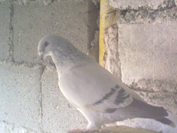 outu - albastrii azur  masculi