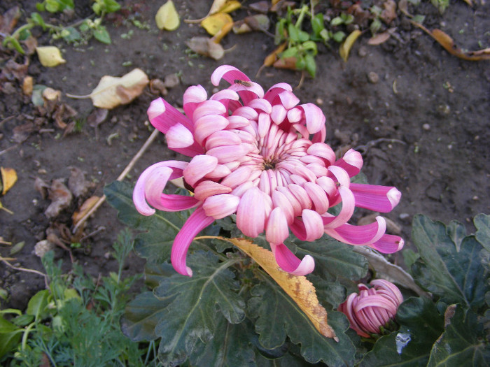 Crizanteme2 - noiembrie