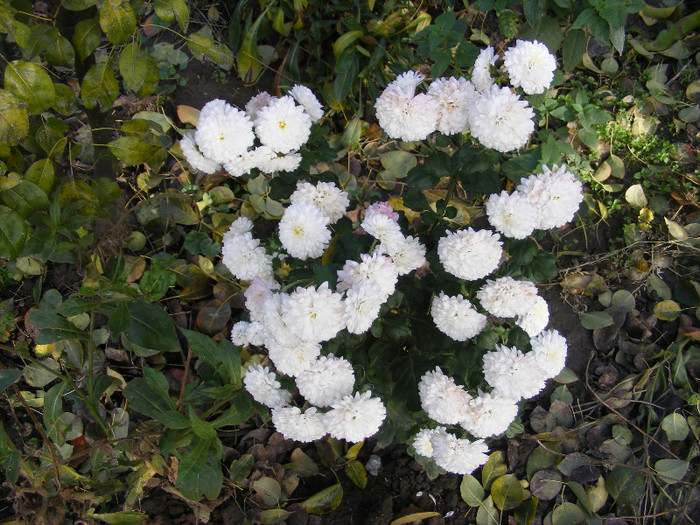 Crizanteme6 - noiembrie
