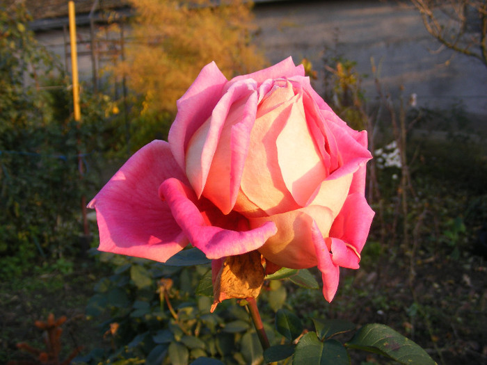 Trandafiri1