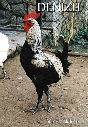 Denizli_COCK14 - Denizli