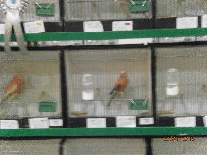 P1230123 - expo mondial 2013 hasselt belgia