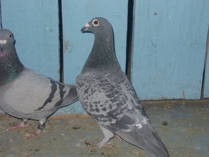 Houben Original; Houben
