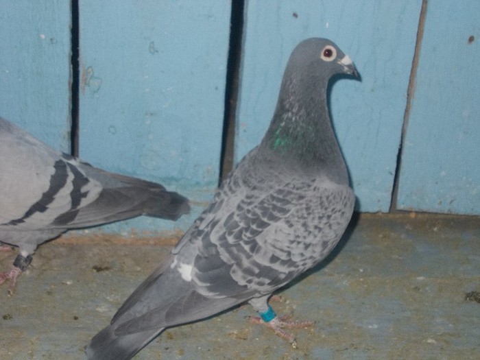 Houben Dandy+Bravo Original; Houben DAndy Bravo
