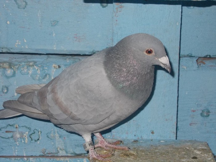 Tardiv Houben; Tardiv Houben
