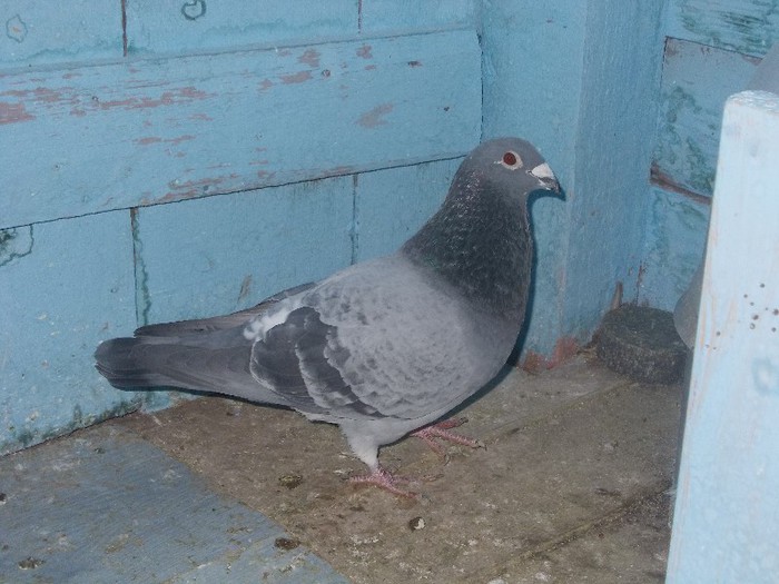 DSCN4953; Frate Micutu
