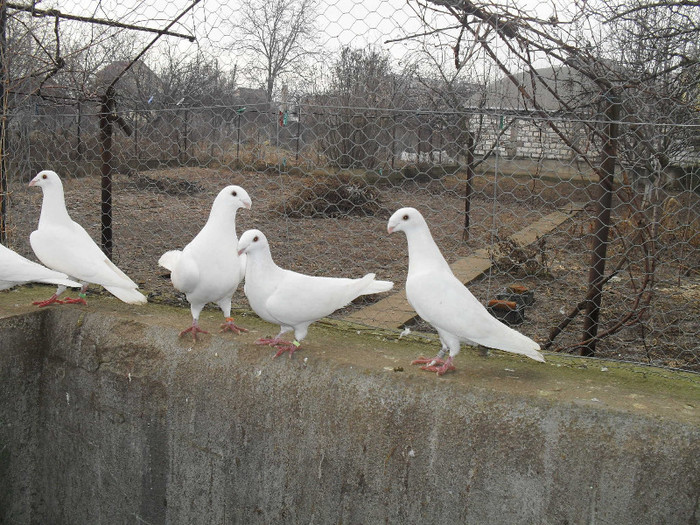 SDC17808 - Porumbei voiajori albi  Simi