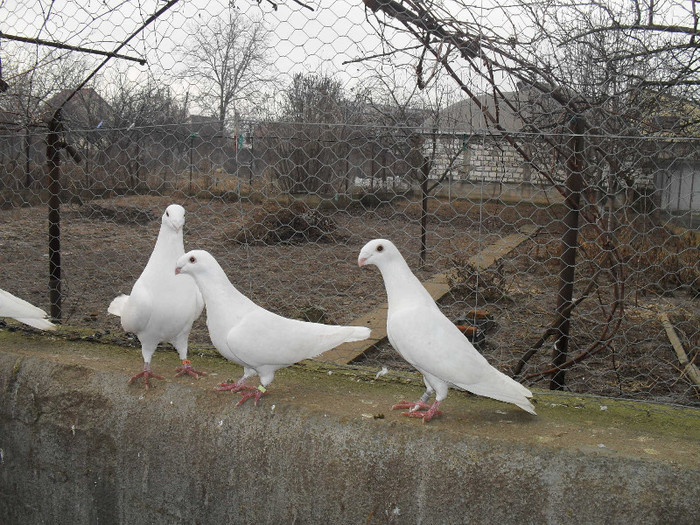 SDC17809 - Porumbei voiajori albi  Simi