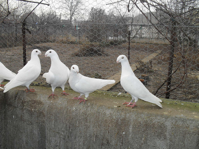 SDC17810 - Porumbei voiajori albi  Simi