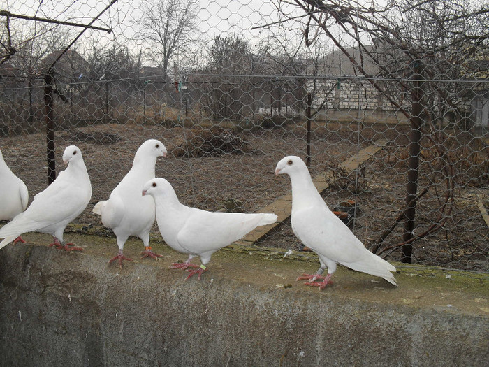 SDC17811 - Porumbei voiajori albi  Simi