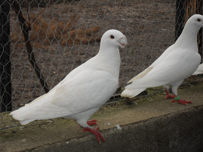 SDC17812 - Porumbei voiajori albi  Simi