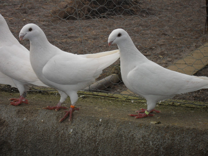 SDC17813 - Porumbei voiajori albi  Simi