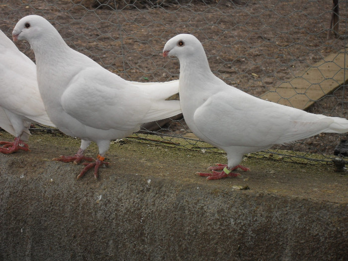 SDC17815 - Porumbei voiajori albi  Simi