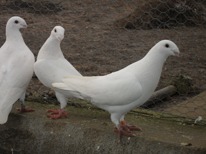 SDC17817 - Porumbei voiajori albi  Simi