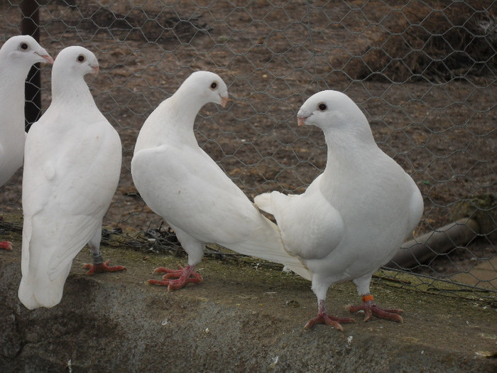 SDC17818 - Porumbei voiajori albi  Simi