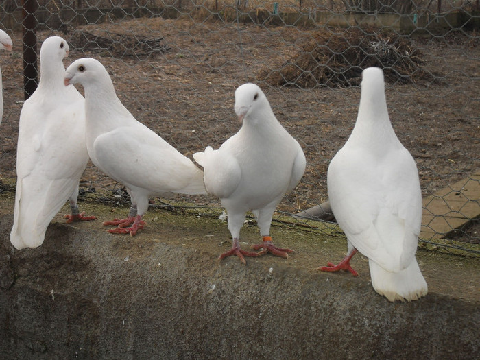 SDC17819 - Porumbei voiajori albi  Simi