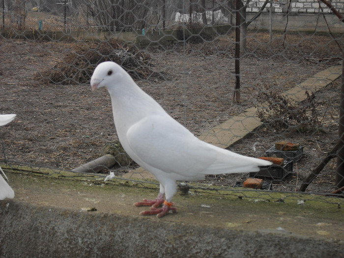 SDC17821 - Porumbei voiajori albi  Simi