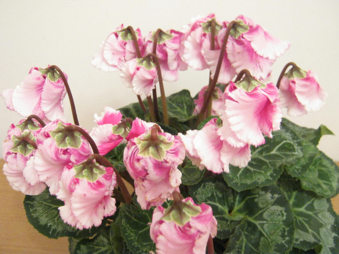 Cyclamen - pierduta