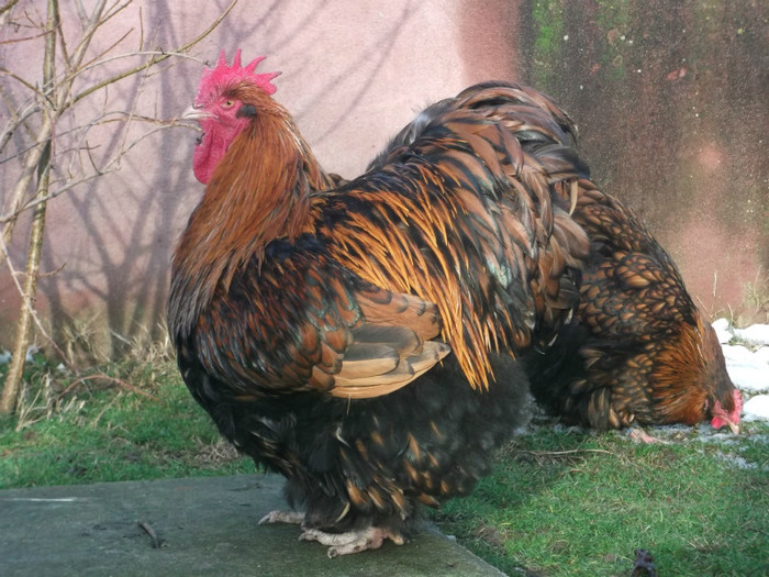 CAmPION NATIONAL CRAIOVA 2013; PREFERATUL MEU
