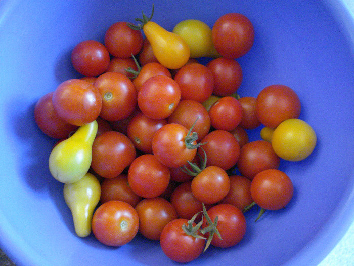 Sweet Million & Yellow Pear (2009, Jul.28) - Tomatoes Cherry_Rosii Cherry